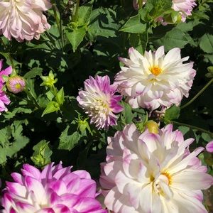 Meet your Posher, Vania